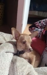 Lost Male Dog last seen Entre sur 21 y sur 22, Xico, Méx. 