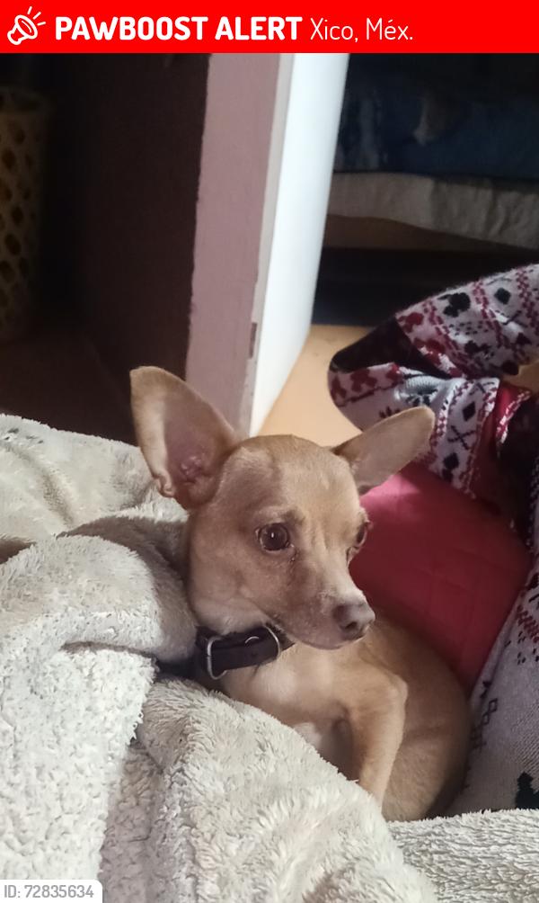 Lost Male Dog last seen Entre sur 21 y sur 22, Xico, Méx. 