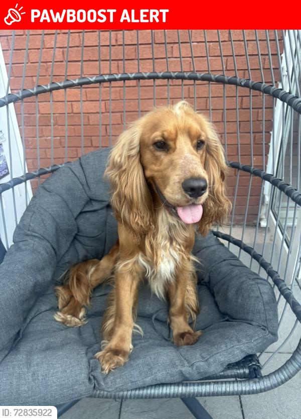 Lost Male Dog last seen Badgers way, West Midlands, England B34