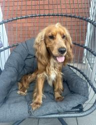 Lost Male Dog last seen Badgers way, West Midlands, England B34