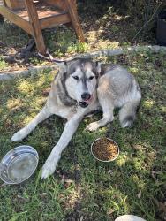 Found/Stray Female Dog last seen Bardin and Chandra. Near the Betty Warmack Library , Grand Prairie, TX 75052