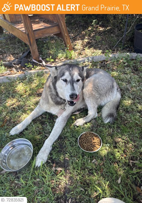 Found/Stray Female Dog last seen Bardin and Chandra. Near the Betty Warmack Library , Grand Prairie, TX 75052