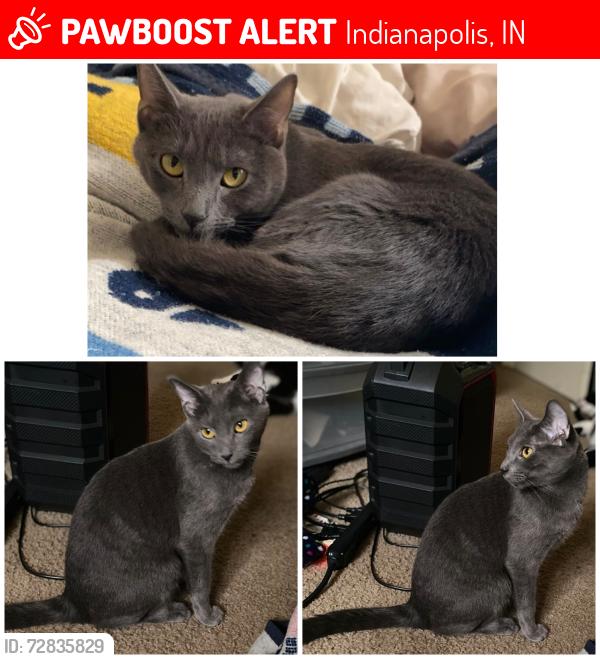 Lost Female Cat last seen S Shortridge Rd and English Ave , Indianapolis, IN 46239