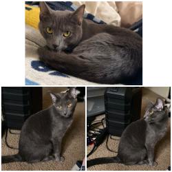 Lost Female Cat last seen S Shortridge Rd and English Ave , Indianapolis, IN 46239