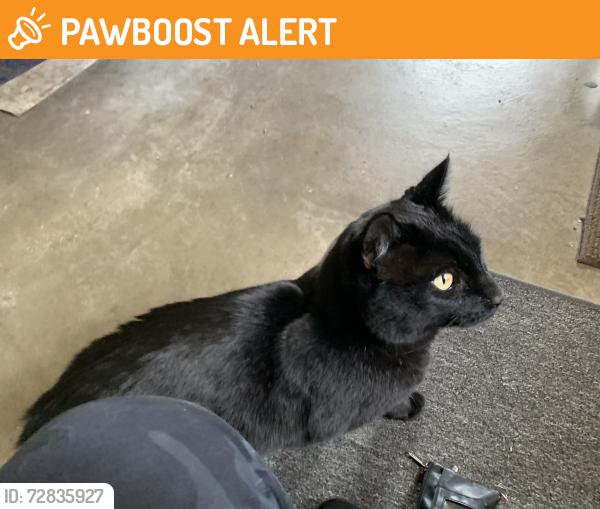 Found/Stray Male Cat last seen 147th and Hwy 10, Big Lake Township, MN 55330