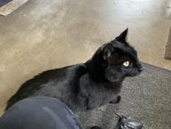 Found/Stray Male Cat last seen 147th and Hwy 10, Big Lake Township, MN 55330