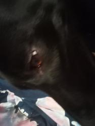 Lost Male Dog last seen Last seen at  my hses, Prospect, TN 38477
