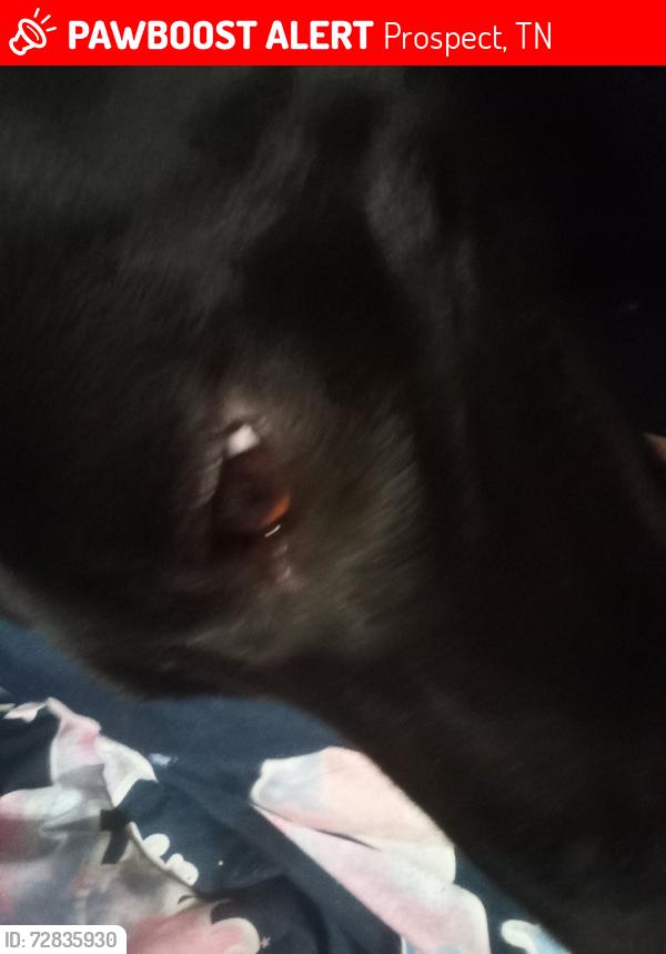 Lost Male Dog last seen Last seen at  my hses, Prospect, TN 38477