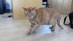 Found/Stray Male Cat last seen Near Harbor Blvd, Destin, FL 32541