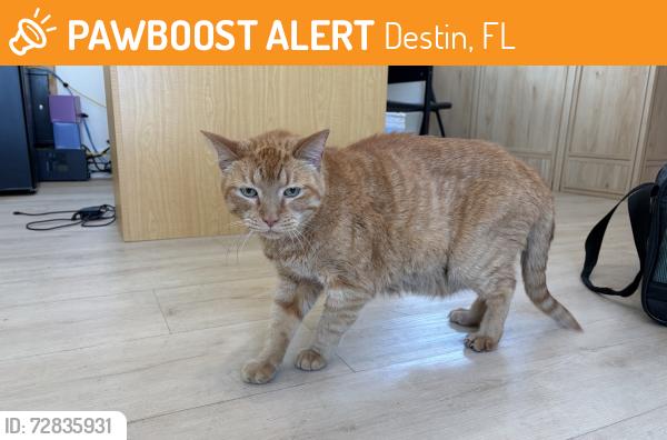 Found/Stray Male Cat last seen Near Harbor Blvd, Destin, FL 32541
