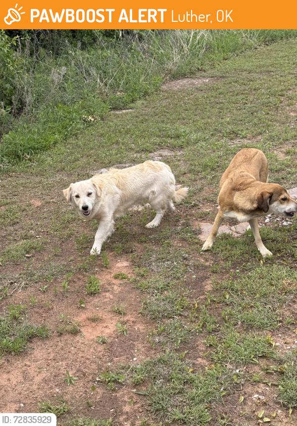 Found/Stray Unknown Dog last seen North of Route 66 on Choctaw Rd, Luther, OK 73054