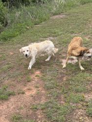 Found/Stray Unknown Dog last seen North of Route 66 on Choctaw Rd, Luther, OK 73054