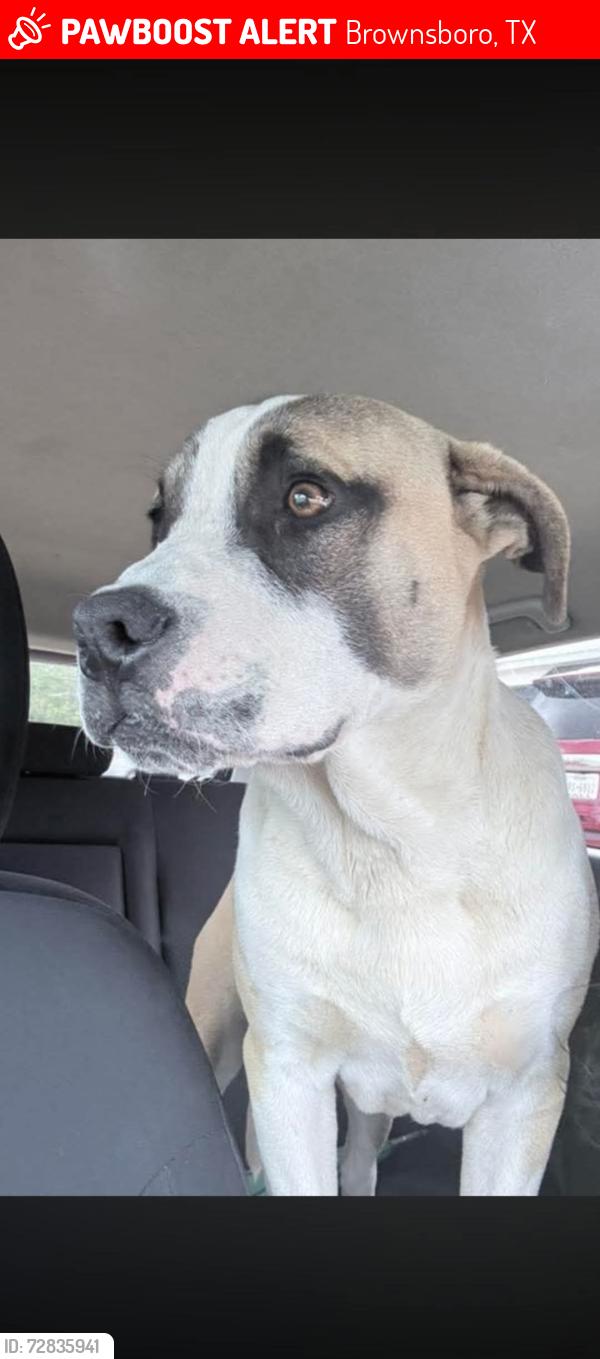 Lost Male Dog last seen Ys hometown foods, Brownsboro, TX 75756