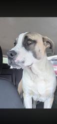 Lost Male Dog last seen Ys hometown foods, Brownsboro, TX 75756