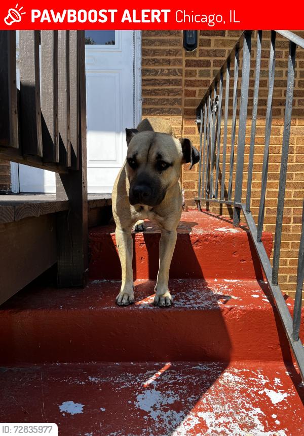 Lost Female Dog last seen Near and commercial , Chicago, IL 60617