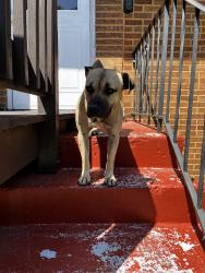 Lost Female Dog last seen Near and commercial , Chicago, IL 60617