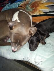 Lost Male Dog last seen Vallejo, Vallejo, CA 94591