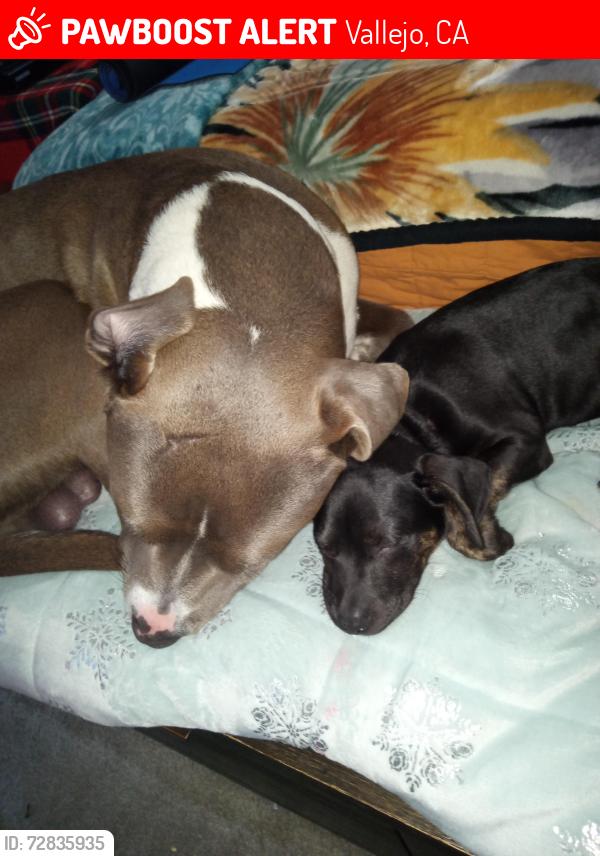 Lost Male Dog last seen Vallejo, Vallejo, CA 94591