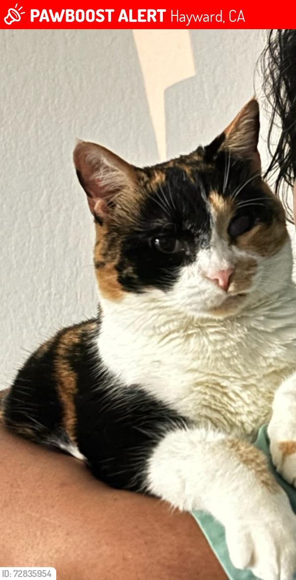 Lost Female Cat last seen Laurel Ave and Princeton St, Hayward, CA 94541