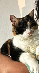 Lost Female Cat last seen Laurel Ave and Princeton St, Hayward, CA 94541