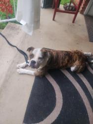 Found/Stray Female Dog last seen Webster and Jane Lane, Haltom City, TX 76117