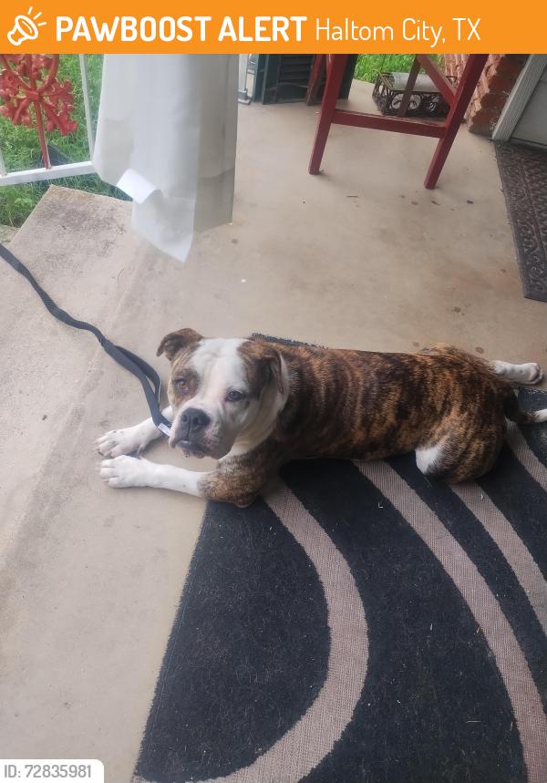 Found/Stray Female Dog last seen Webster and Jane Lane, Haltom City, TX 76117