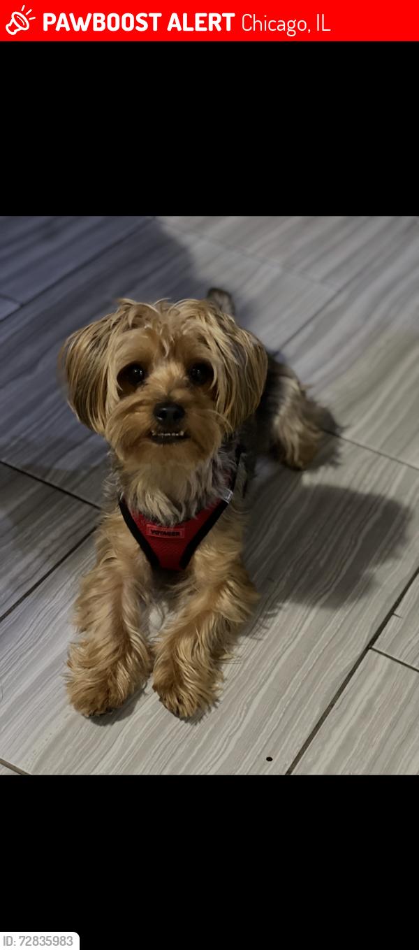 Lost Male Dog last seen Phillips and Es , Chicago, IL 60617