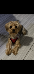 Lost Male Dog last seen Phillips and Es , Chicago, IL 60617