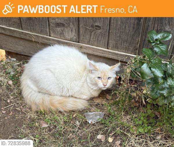 Found/Stray Unknown Cat last seen First/Bullard. Near Robinson, Fresno, CA 93710