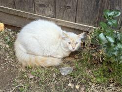 Found/Stray Unknown Cat last seen First/Bullard. Near Robinson, Fresno, CA 93710