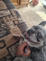 Found/Stray Female Dog last seen Country breeze, Bakersfield, Ca, Bakersfield, CA 93312