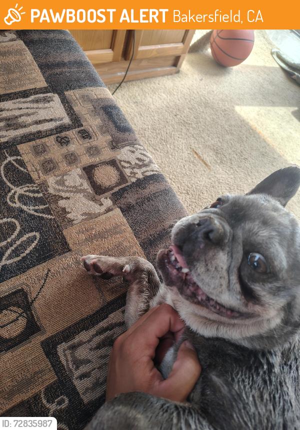 Found/Stray Female Dog last seen Country breeze, Bakersfield, Ca, Bakersfield, CA 93312