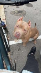 Lost Male Dog last seen around roseville, Roseville, MI 48066