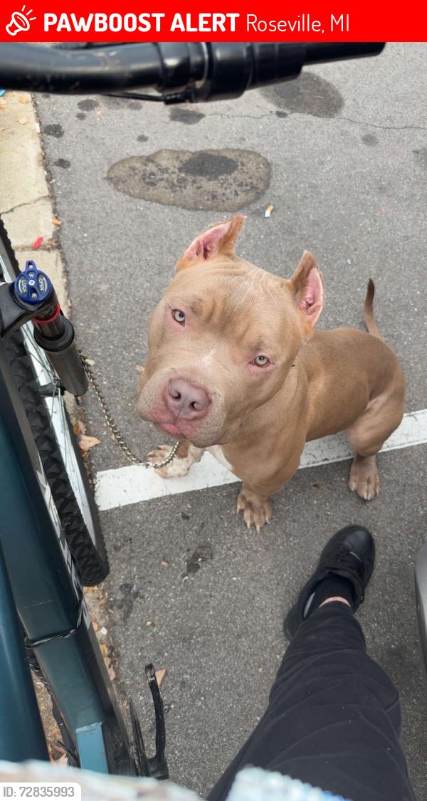 Lost Male Dog last seen around roseville, Roseville, MI 48066