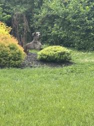 Found/Stray Unknown Dog last seen Bethany Baptist Church, hse print across from it, Louisville, KY 40205