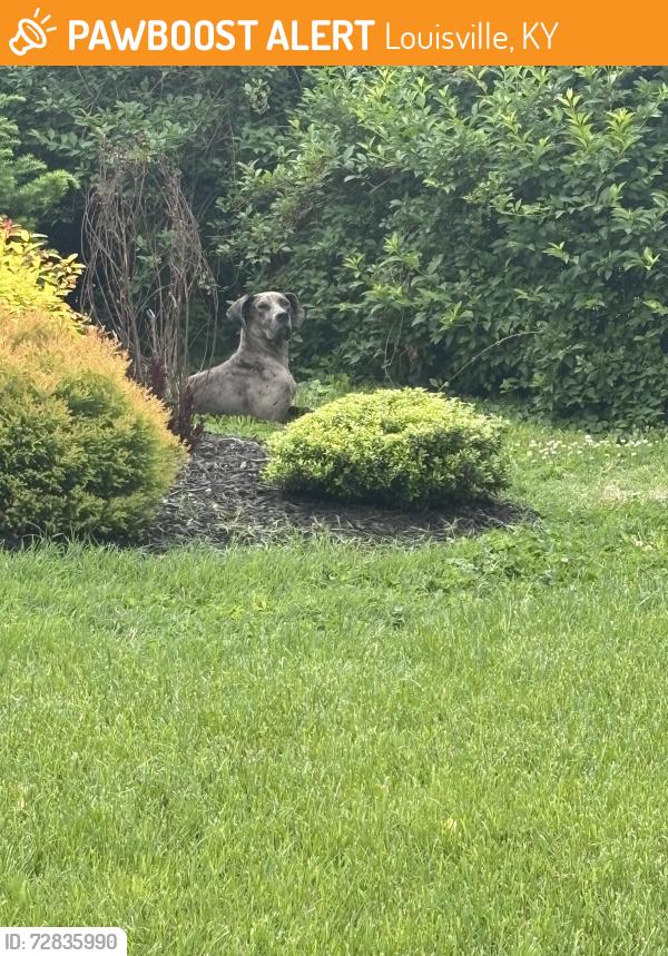 Found/Stray Unknown Dog last seen Bethany Baptist Church, hse print across from it, Louisville, KY 40205
