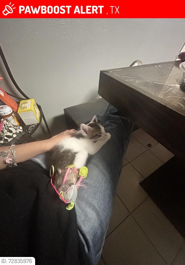 Lost Female Cat last seen madisonville high school , Madisonville, TX 77864