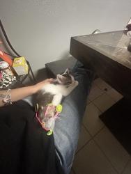 Lost Female Cat last seen madisonville high school , Madisonville, TX 77864