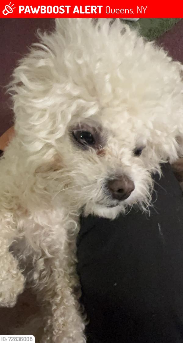 Lost Female Dog last seen Queens village station. LLIR, Queens, NY 11428
