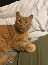 Lost Male Cat last seen Avondale , St. Catharines, ON L2M 7C7
