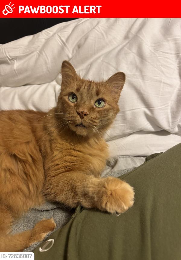 Lost Male Cat last seen Avondale , St. Catharines, ON L2M 7C7