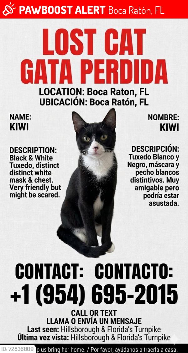 Lost Female Cat last seen Hilsboro blvd and lyons es, Boca Ratón, FL 33486