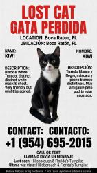 Lost Female Cat last seen Hilsboro blvd and lyons es, Boca Ratón, FL 33486