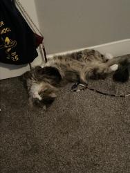 Lost Male Cat last seen Market strest, Gloucester City, NJ 08030