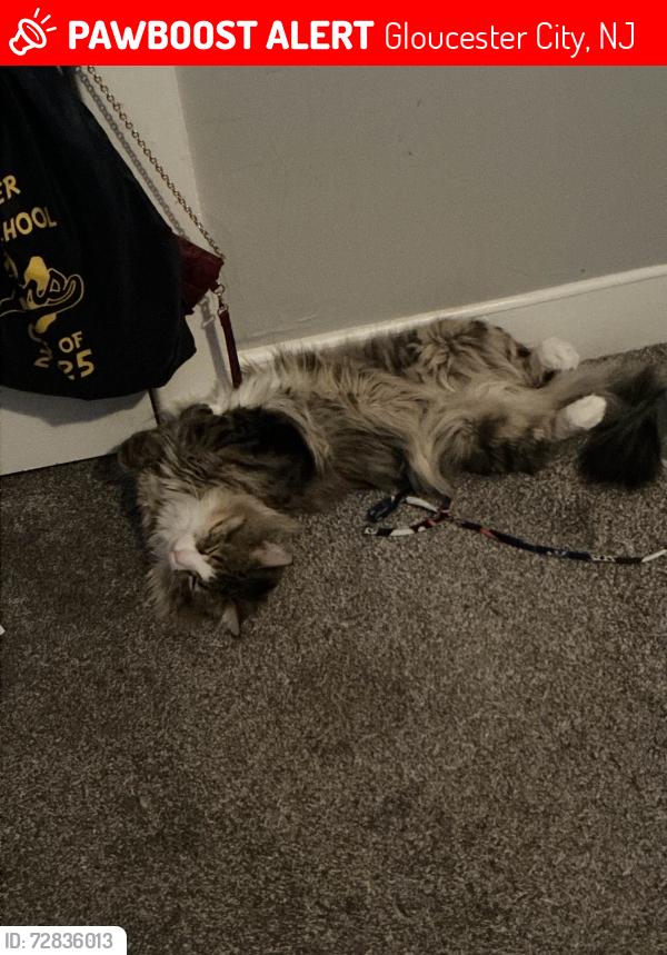 Lost Male Cat last seen Market strest, Gloucester City, NJ 08030