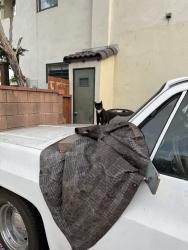 Found/Stray Unknown Cat last seen Arbor & Faculty, Long Beach, CA 90808