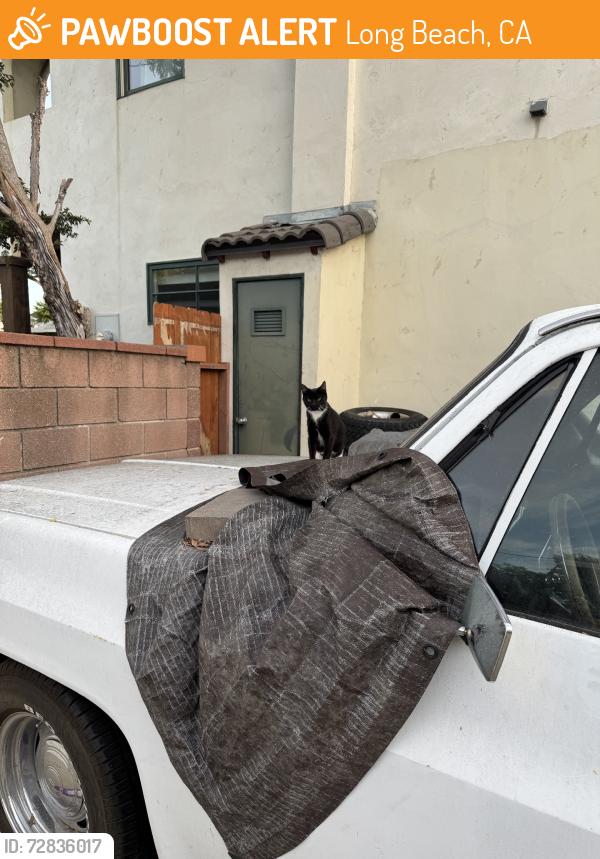 Found/Stray Unknown Cat last seen Arbor & Faculty, Long Beach, CA 90808