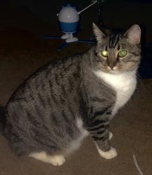 Lost Female Cat last seen James Dr at Evelyn Av, Roseville, CA, Roseville, CA 95678