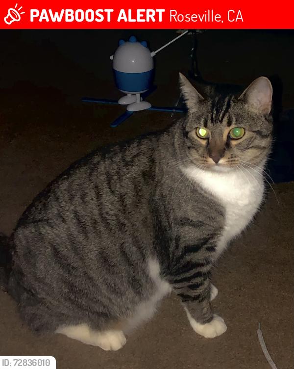 Lost Female Cat last seen James Dr at Evelyn Av, Roseville, CA, Roseville, CA 95678