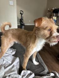 Lost Male Dog last seen Near w hy 20 st Panama city, Panama City, FL 32405